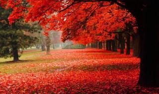 如果在梦里遇见你